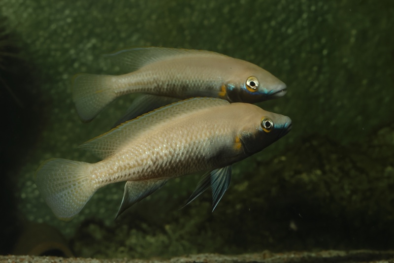 Neolamprologus nigriventris 'Kiku'